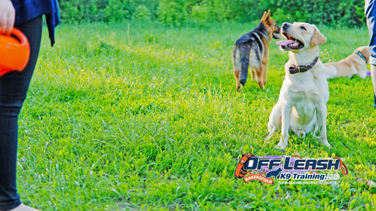 Dogs Need Better Emotional Recovery After Training