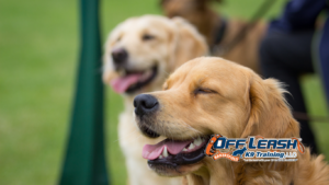 Dogs Need Better Emotional Recovery After Training