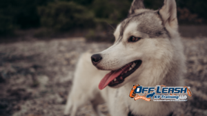 Lose Confidence After a Bad Experience: Why Dogs Lose Confidence After a Bad Experience