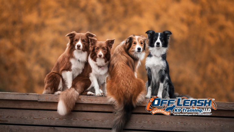 Lose Confidence After a Bad Experience: Why Dogs Lose Confidence After a Bad Experience