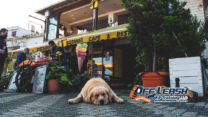 Struggle Near Shopping Centers: Why Dogs Struggle Near Shopping Centers