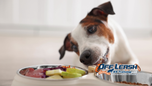 Overexcited Around Food: Why Dogs Get Overexcited Around Food