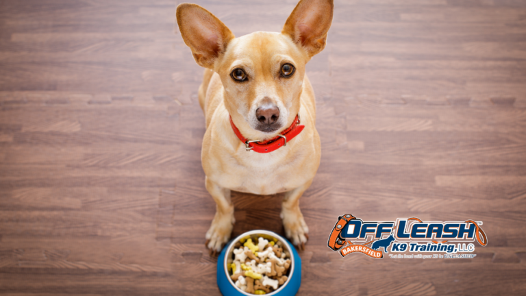 Overexcited Around Food: Why Dogs Get Overexcited Around Food