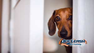 Suddenly Fear Familiar Objects: Why Dogs Suddenly Fear Familiar Objects