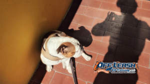 Suddenly Fear Familiar Objects: Why Dogs Suddenly Fear Familiar Objects