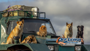Dogs React to Garbage Trucks: Why Dogs React to Garbage Trucks