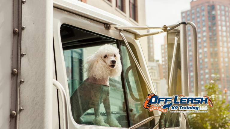 Dogs React to Garbage Trucks: Why Dogs React to Garbage Trucks