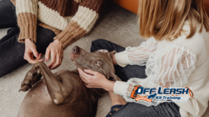 Teach a Dog to Relax at Home: A Complete Guide to Creating a Calm, Well-Behaved Dog
