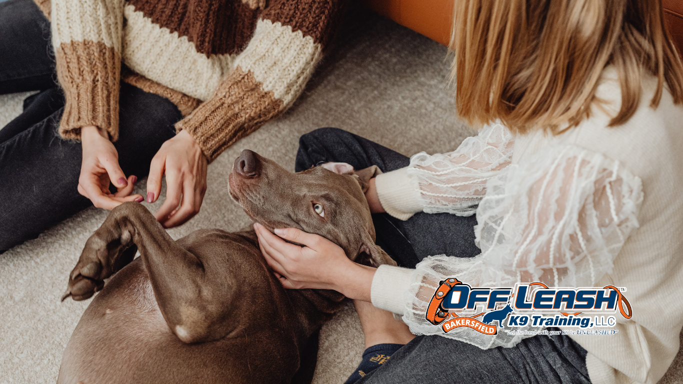 Teach a Dog to Relax at Home: A Complete Guide to Creating a Calm, Well-Behaved Dog
