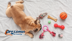 Possessive of Toys Dogs: Why Dogs Become Possessive of Toys