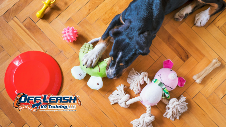 Possessive of Toys Dogs: Why Dogs Become Possessive of Toys