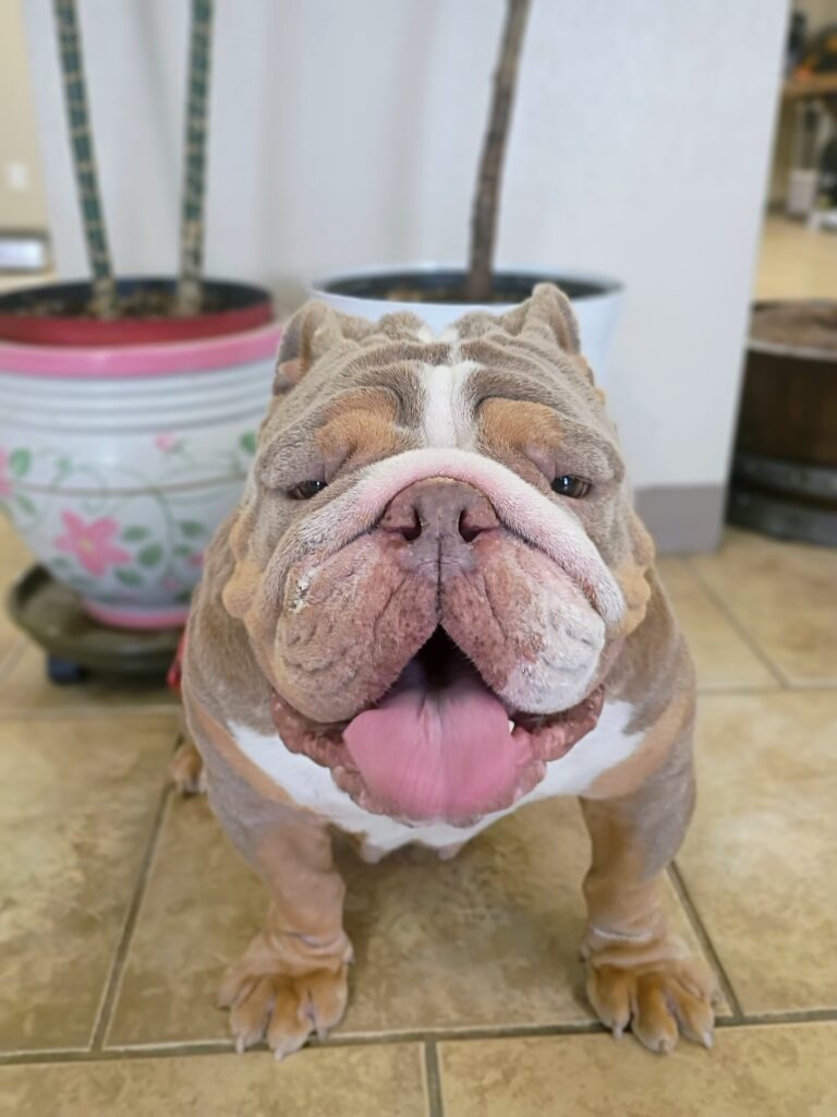 Chewy | English Bulldog | Bakersfield, CA