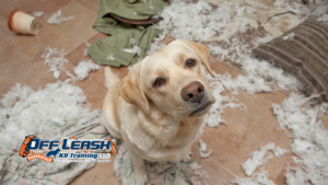 Trouble Settling at Night: Why Dogs Have Trouble Settling at Night