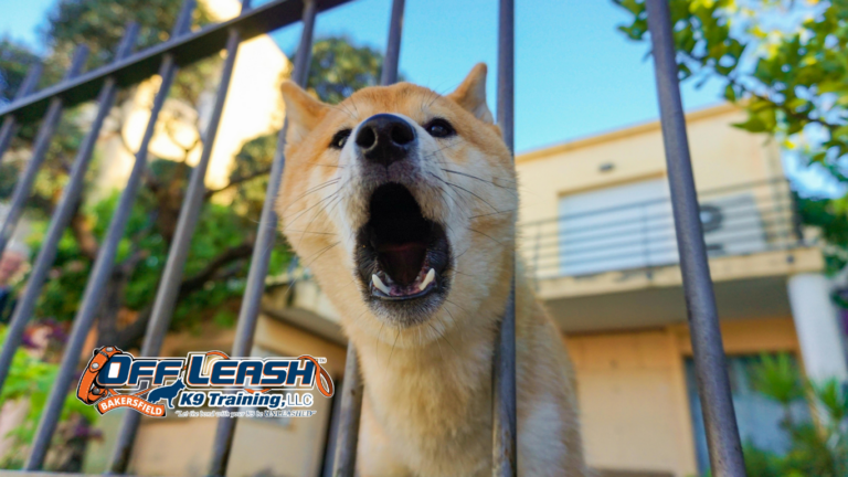 Bark More in New Neighborhoods: Why Dogs Bark More in New Neighborhoods