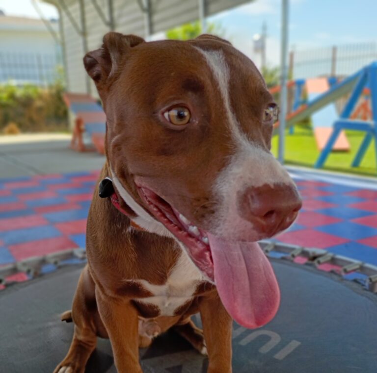 Charlie | Pitbull mix | Bakersfield, CA