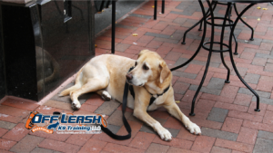 Waiting Patiently: Why Dogs Struggle With Waiting Patiently