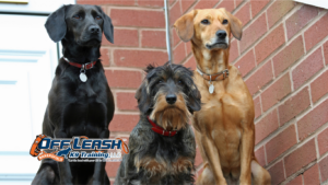 Waiting Patiently: Why Dogs Struggle With Waiting Patiently