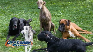 Better Behavior in Public Places: Why Dogs Need Better Behavior in Public Places