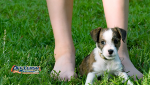 Why Puppies Chase Feet: Understanding and Stopping Foot Chasing Behavior