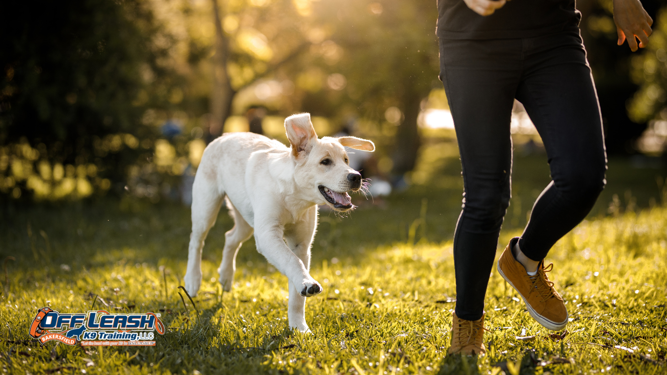 Why Puppies Chase Feet: Understanding and Stopping Foot Chasing Behavior