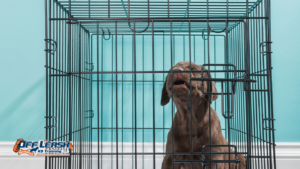 Bark Inside Their Crate: Why Puppies Bark Inside Their Crate
