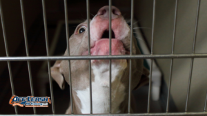 Bark Inside Their Crate: Why Puppies Bark Inside Their Crate