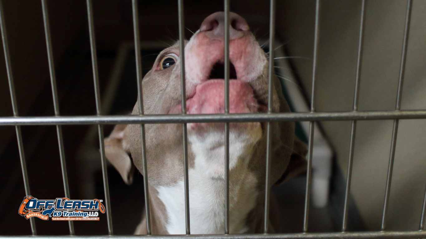 Bark Inside Their Crate: Why Puppies Bark Inside Their Crate