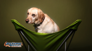 Shy Dogs Feel Safe Around Visitors: Helping Shy Dogs Feel Safe Around Visitors