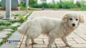 Shy Dogs Feel Safe Around Visitors: Helping Shy Dogs Feel Safe Around Visitors