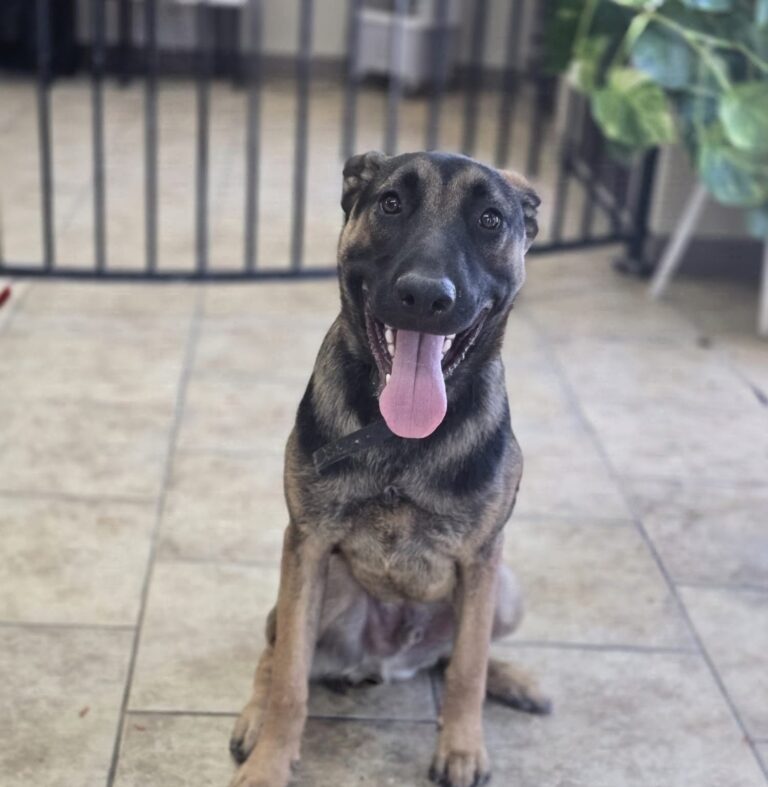 Colt | Malinois/German Shepherd mix | Bakersfield CA