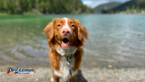 Hypervigilant Dog Behavior: Causes and Training Solutions