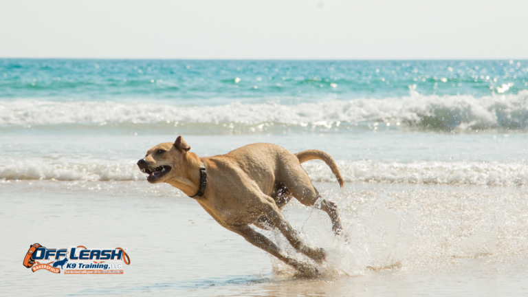 Hypervigilant Dog Behavior: Causes and Training Solutions
