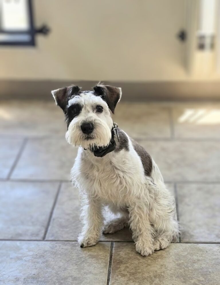 Jed | Miniature Schnauzer | Bakersfield, CA