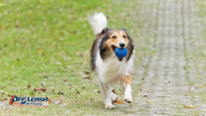 Why Dogs Thrive With Predictable Routines: Building Confidence Through Consistency