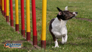Why Dogs Thrive With Predictable Routines: Building Confidence Through Consistency