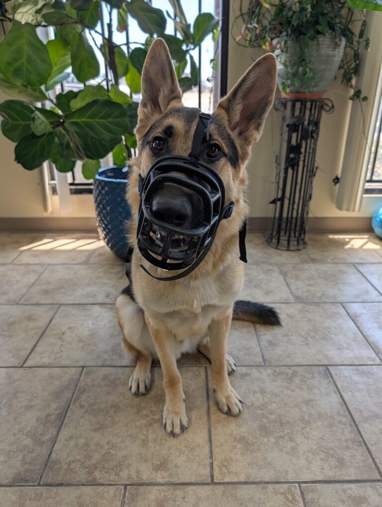 Melechai Joshep | German Shepherd | Bakersfield, CA