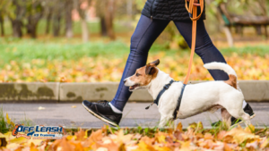 Leash Training Bakersfield: Professional Dog Leash Training for Calm, Confident Walks