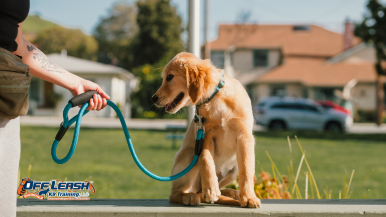 Leash Training Bakersfield: Professional Dog Leash Training for Calm, Confident Walks