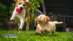 Teaching Dogs Appropriate Play Skills: How to Build Safe, Healthy Play Behavior