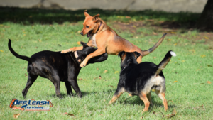 Teaching Dogs Appropriate Play Skills: How to Build Safe, Healthy Play Behavior