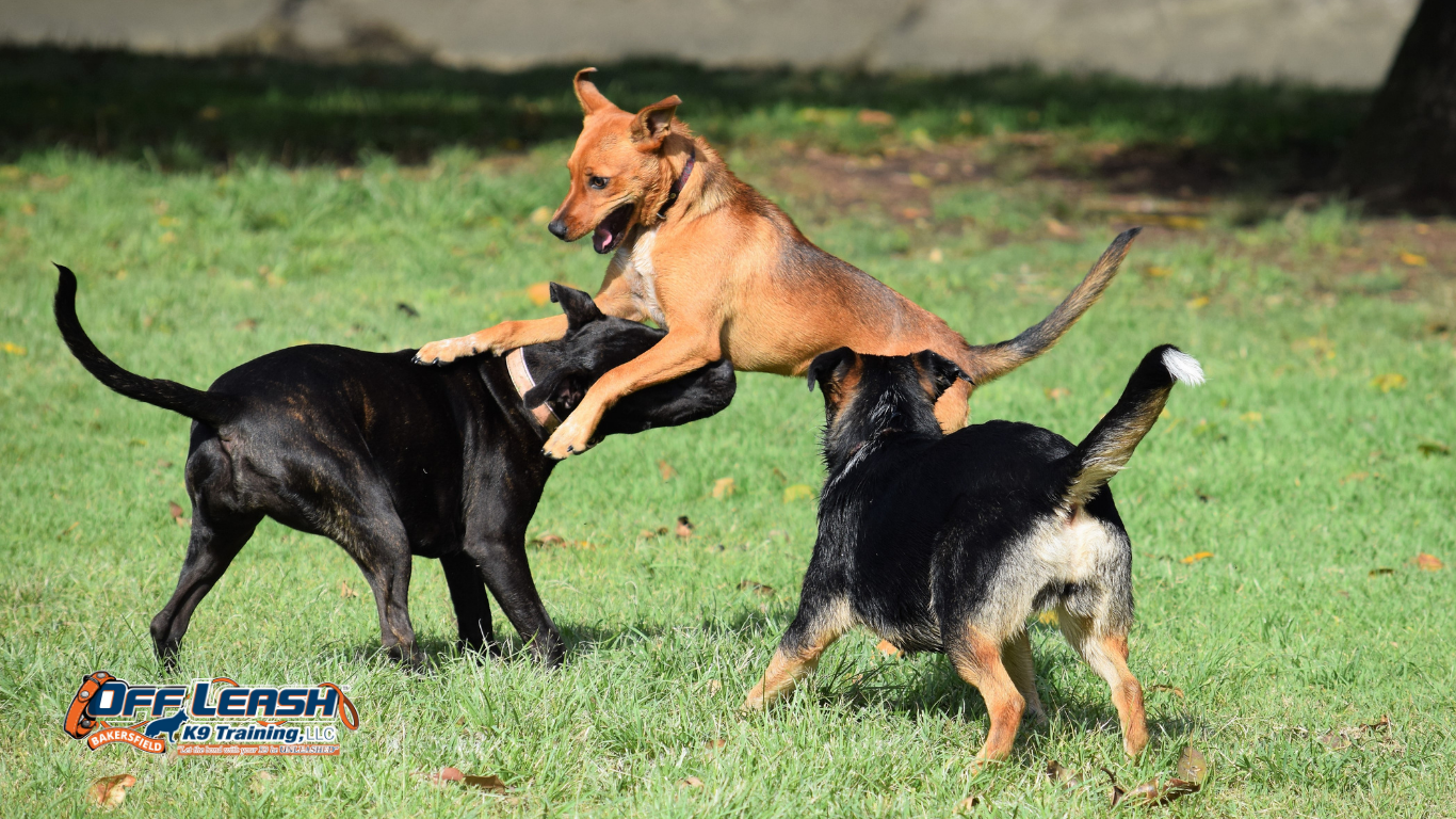 Teaching Dogs Appropriate Play Skills: How to Build Safe, Healthy Play Behavior