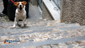 Dogs Bark When They Hear Footsteps Outside: Causes and Training