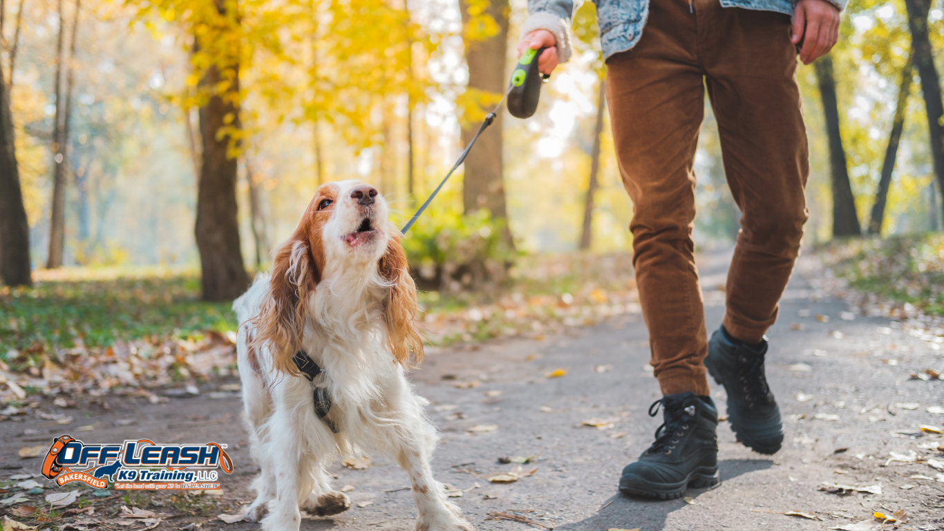 Dogs Bark When They Hear Footsteps Outside: Causes and Training
