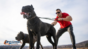 Why Dogs Struggle to Walk Beside Their Owners: Building Better Leash Manners