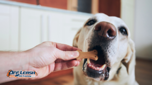 Why Dogs Bark When Another Dog Gets a Treat: Understanding Food Frustration and Impulse Control