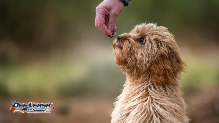 Why Dogs Bark When Another Dog Gets a Treat: Understanding Food Frustration and Impulse Control
