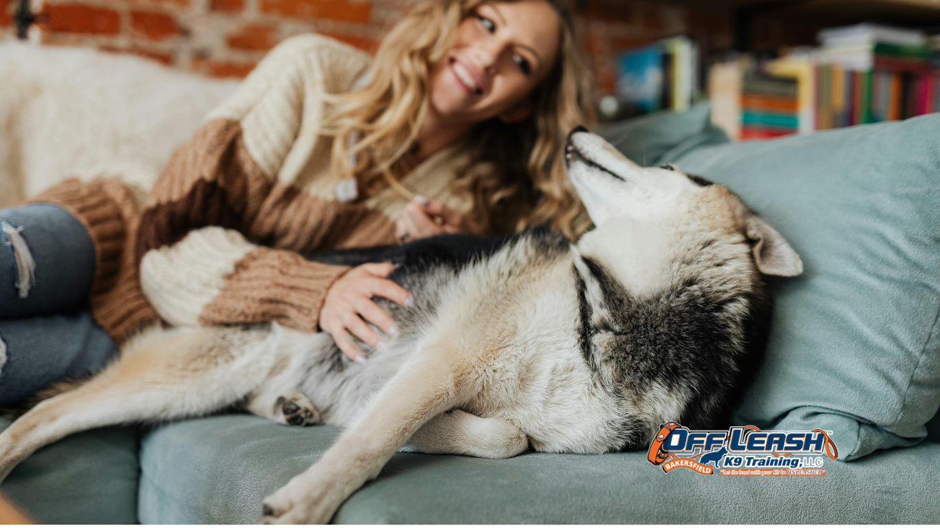 Why Dogs Follow Owners From Room to Room: Understanding Clingy and Shadowing Behavior