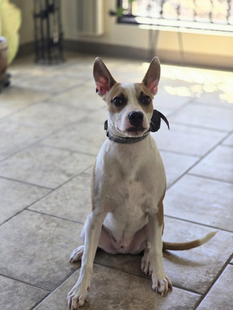 Bruce | Pitbull Terrier Mix | Bakersfield, CA