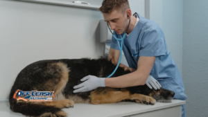 Why Dogs Become Nervous at Veterinary Check-In