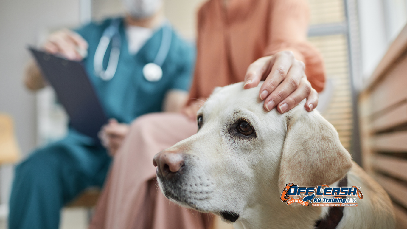 Why Dogs Become Nervous at Veterinary Check-In